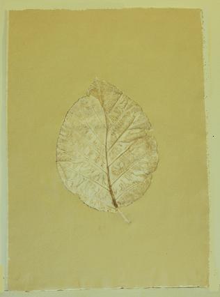 Indipaper - translucide teak leaf  kandana (translucide teak leaf  kandana)